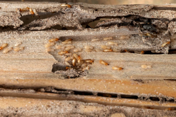 Best Pest Control Near Me  in Laurel Hill, NC